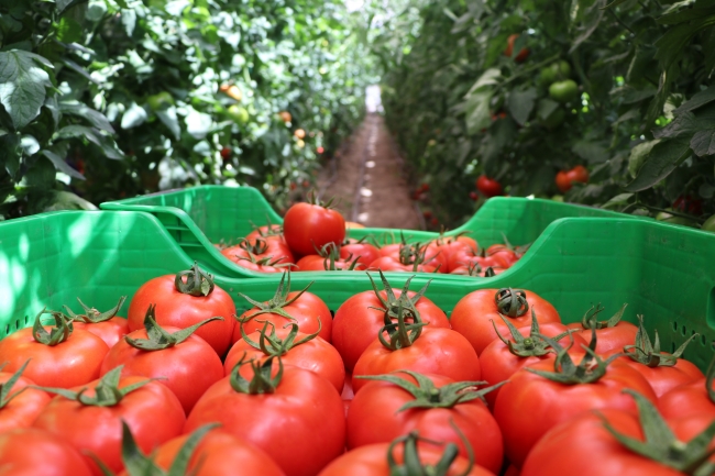 Rusya'nın domates kararından ihracatçılar memnun