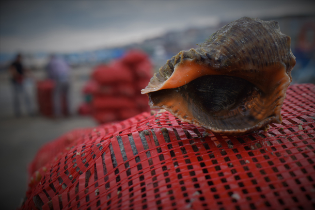 Deniz salyangozu ihracatında aslan payı Karadeniz'den