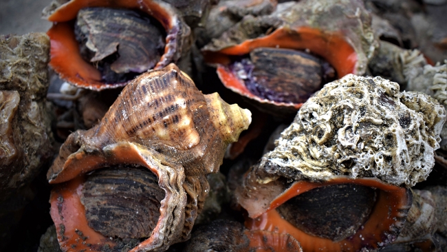 Deniz salyangozundan 1,6 milyon dolarlık gelir