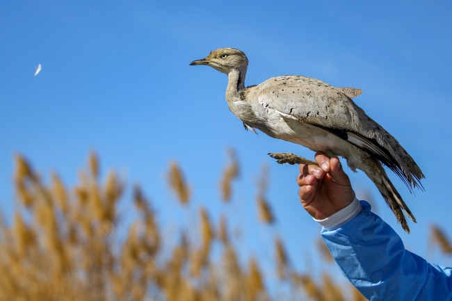 100 yılda 3 defa görülen yakalı toy kuşu doğaya bırakıldı