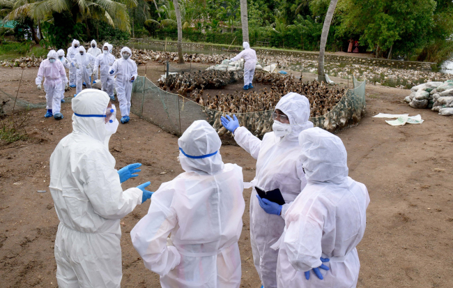 Kuş gribi tehdidi büyüyor