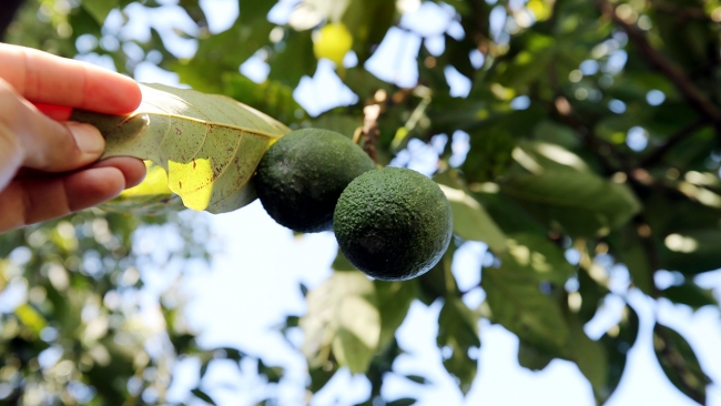 Çukurova'da tropikal meyve üretimi