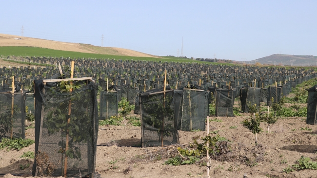 Çukurova'da tropikal meyve üretimi