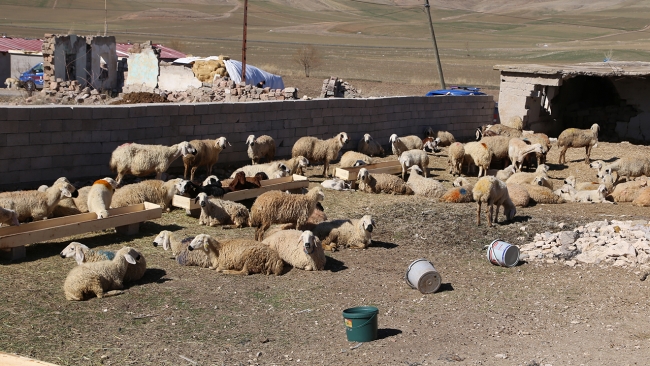 Hayvanları telef olan yetiştiricilere devletten yardım eli