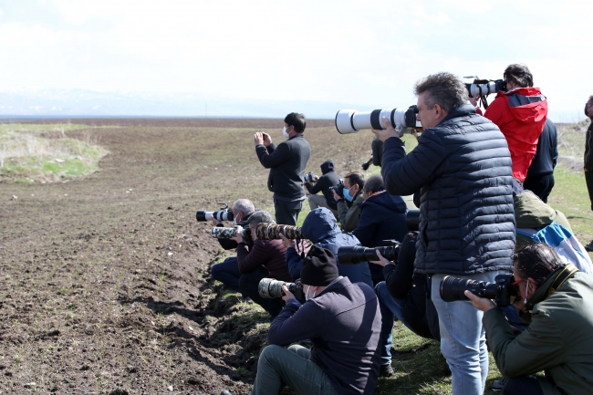 100 yılda 3 defa görülen yakalı toy kuşu doğaya bırakıldı
