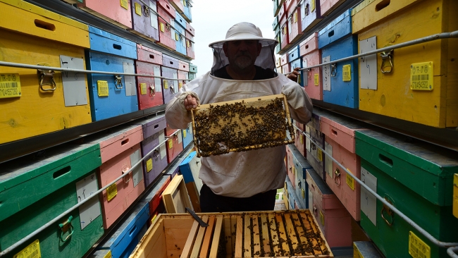 Mobil arı tırı ile organik bal üretti