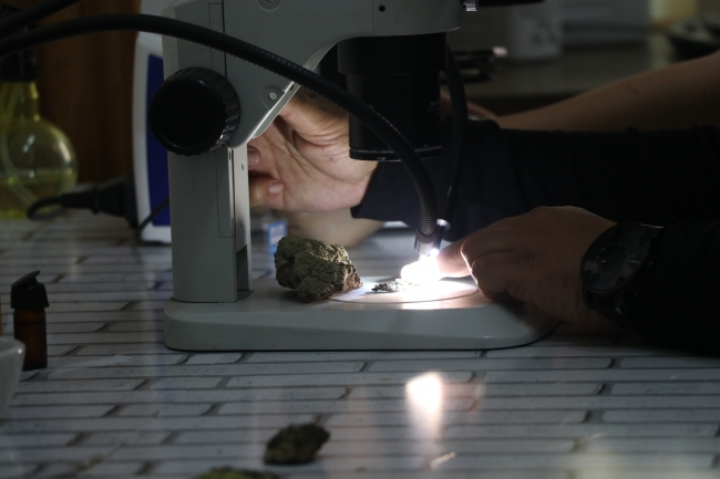 Piri Reis'in ismi Antarktika'da keşfedilen liken türünde yaşatılacak