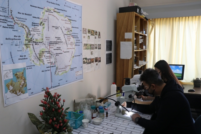 Piri Reis'in ismi Antarktika'da keşfedilen liken türünde yaşatılacak