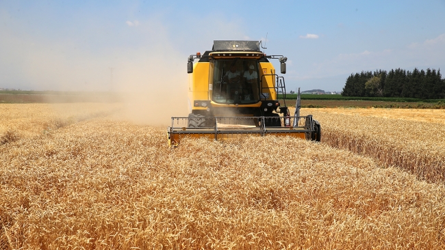 Yerli tohumluk buğdayda hasat zamanı