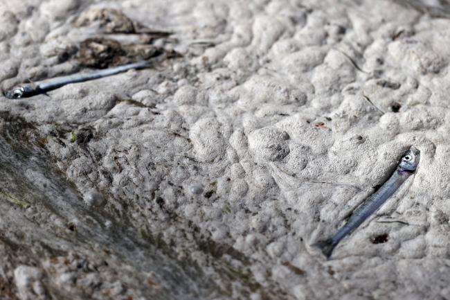 Fotoğraf: AA Arşiv