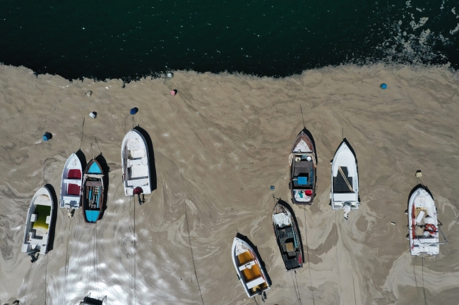 Marmara'daki kirlilik denizanası patlamasına da yol açtı