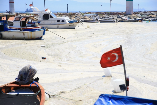 Müsilaj, Marmara Denizi'nin farklı noktalarına çok hızlı bir şekilde yayıldı. Foto: AA