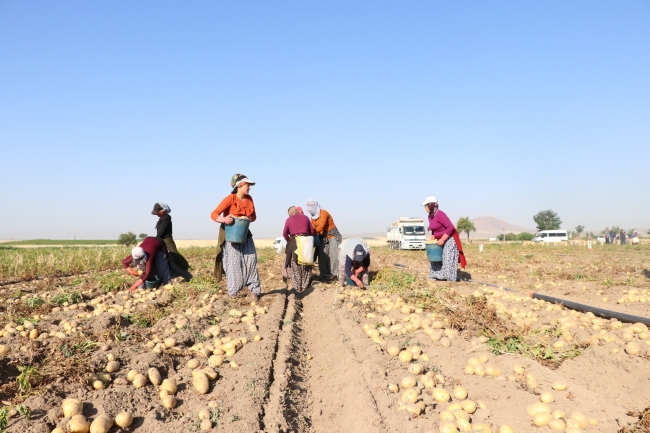 Niğde'de erkenci patateste 30 bin ton rekolte beklentisi