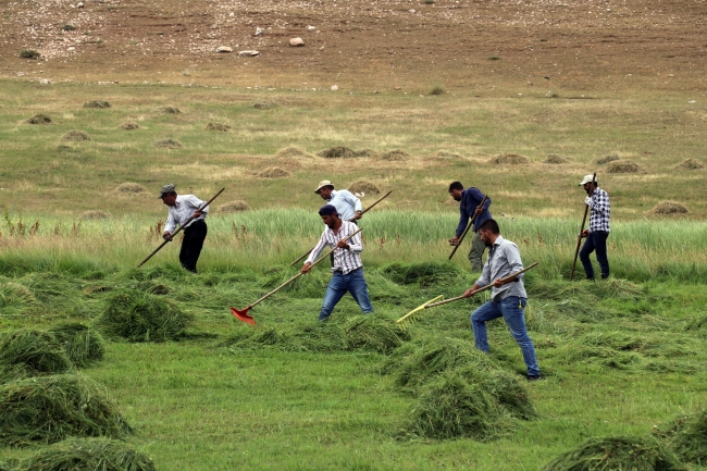 Çiftçilerin asırlık tırpanlarla zorlu ot biçme mesaisi