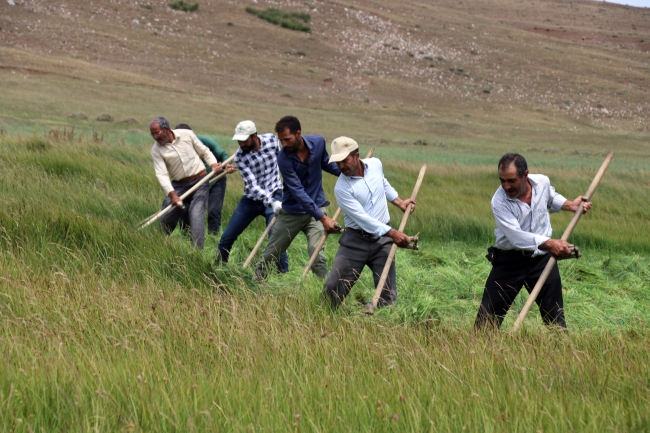 Çiftçilerin asırlık tırpanlarla zorlu ot biçme mesaisi