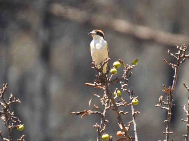 Fotoğraf: Yasin İlemin