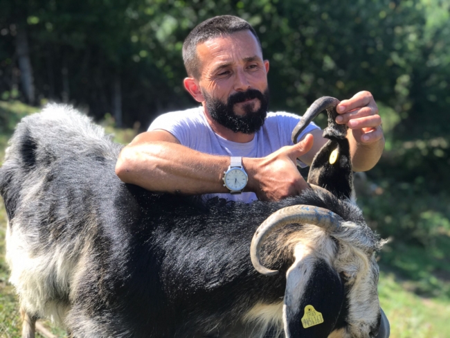 Kulağında boynuz çıkan keçi görenleri şaşırttı
