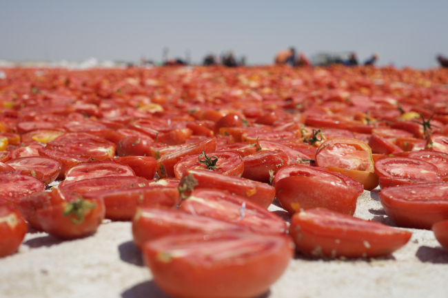 Kuru domates ihracatı 100 milyon dolara yaklaştı