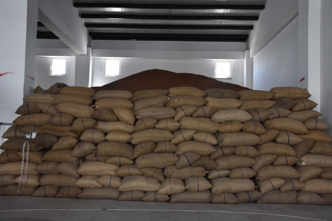 Fındık üreticilerinin TMO'ya ilgisi yoğun