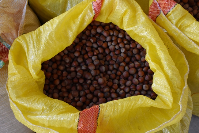 Fındık üreticilerinin TMO'ya ilgisi yoğun