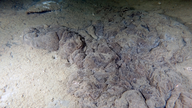 Dipteki tehlike büyüyor: Marmara'nın müsilaj kabusu bitmedi