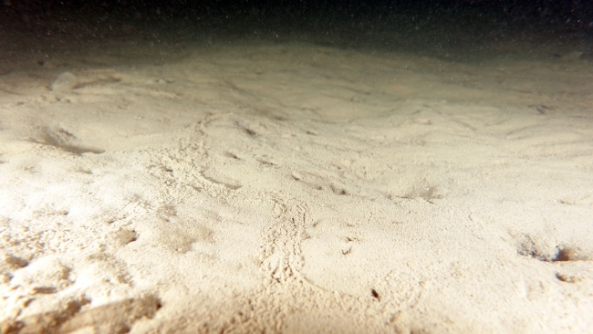 Dipteki tehlike büyüyor: Marmara'nın müsilaj kabusu bitmedi