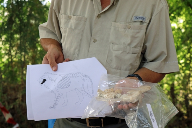 4 bin yıl öncesine ait aslan çene kemiği bulundu