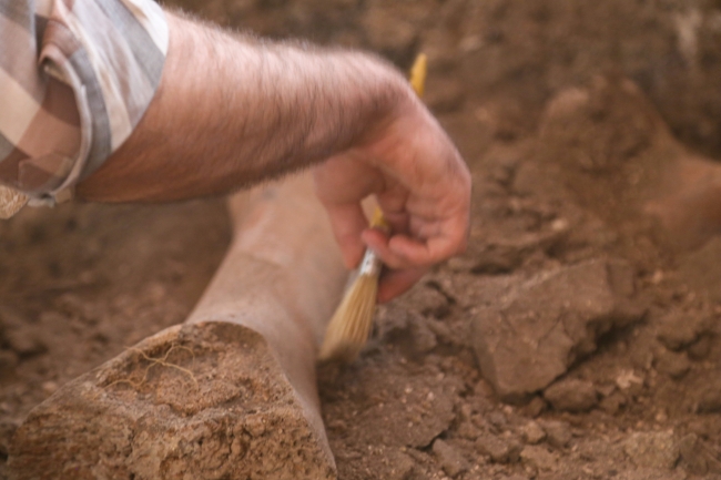 Kahramanmaraş'ta yeni fil fosilleri bulundu