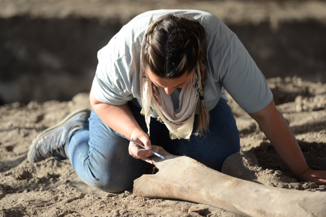 Kahramanmaraş'ta yeni fil fosilleri bulundu