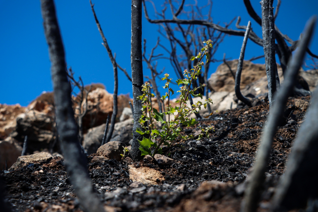 Mersin'de 9 bin hektar ormanlık alan kül oldu