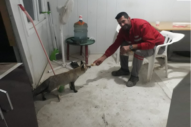 Safinaz ve Temel ismini verdiği tilkileri her gün besliyor