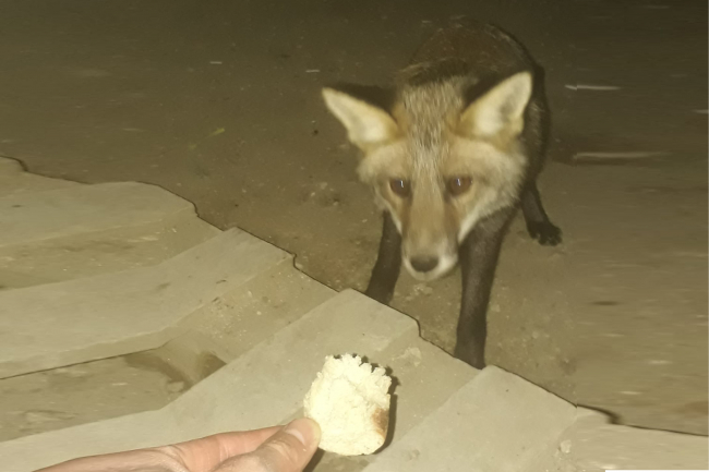 Safinaz ve Temel ismini verdiği tilkileri her gün besliyor