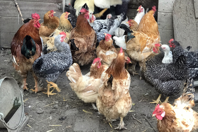 Kuş gribi tehdidi büyüyor