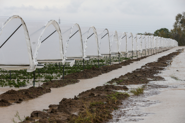 Antalya'da sağanak ağaçları kökünden söktü