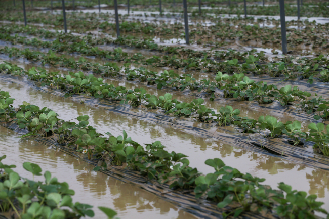 Antalya'da sağanak ağaçları kökünden söktü