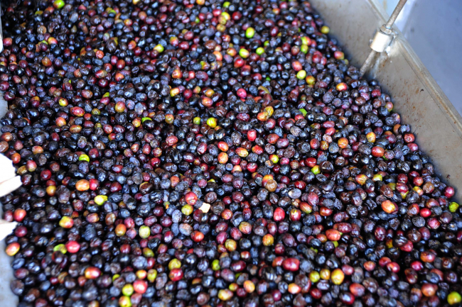 Butko zeytininde hasat dönemi