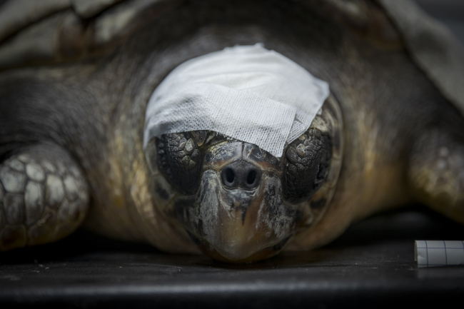 Deniz kaplumbağalarının tehlikeli yolculuğu
