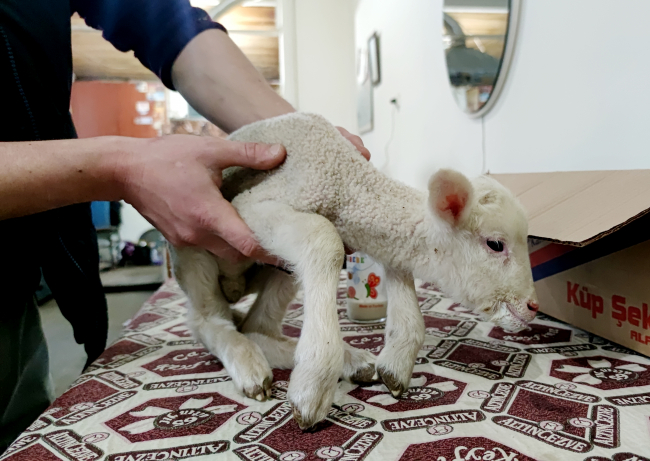 Erken doğan kuzuya kahvehanede anne şefkati