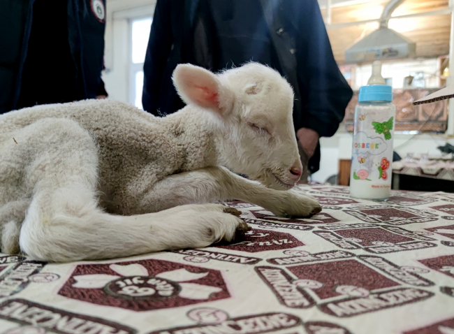 Erken doğan kuzuya kahvehanede anne şefkati