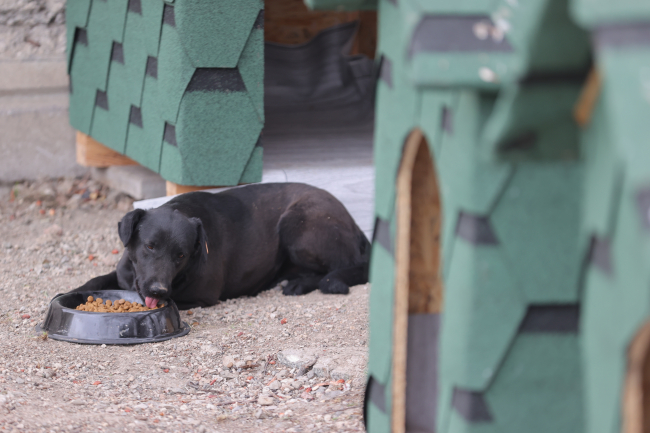 Devlet Arşivleri Başkanlığı bahçesini sahipsiz hayvanlara ayırdı