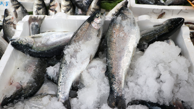 Türk somonunun üretimi Anadolu'da başlıyor