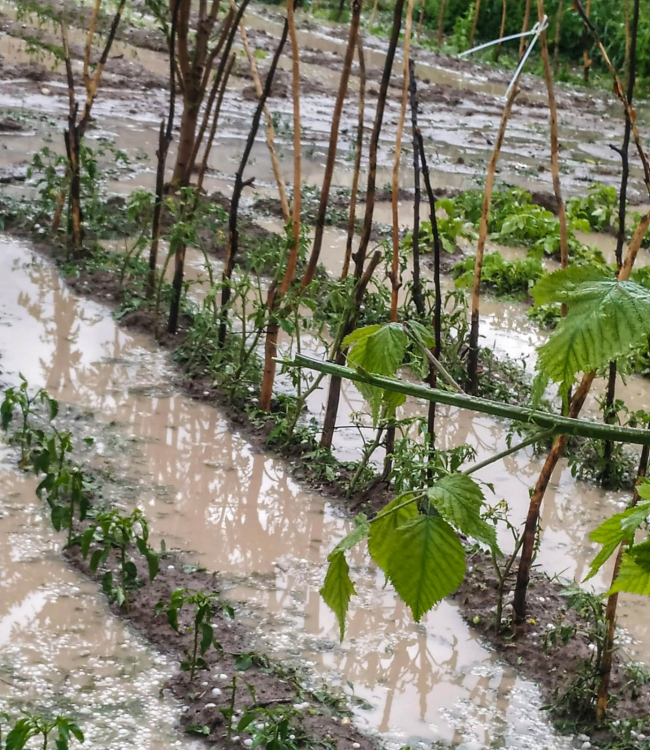 Konya'da sağanak ve dolu tarım arazilerine zarar verdi