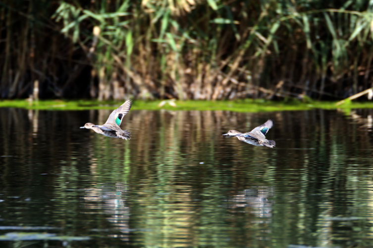 Dünya Göçmen Kuşlar Günü: Bu yılın odak noktası "Su"