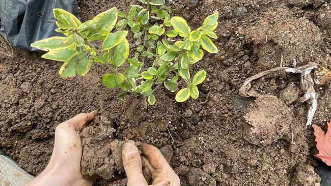 Fidanlar toprakla buluşturuldu