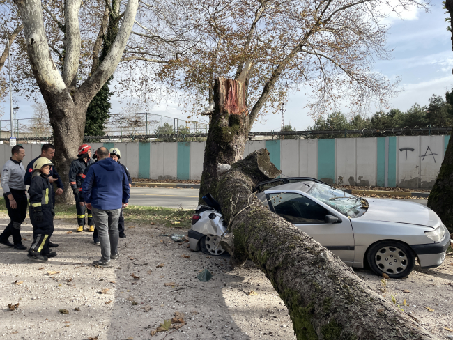 Sakarya'da kuvvetli lodos ağaçları devirdi