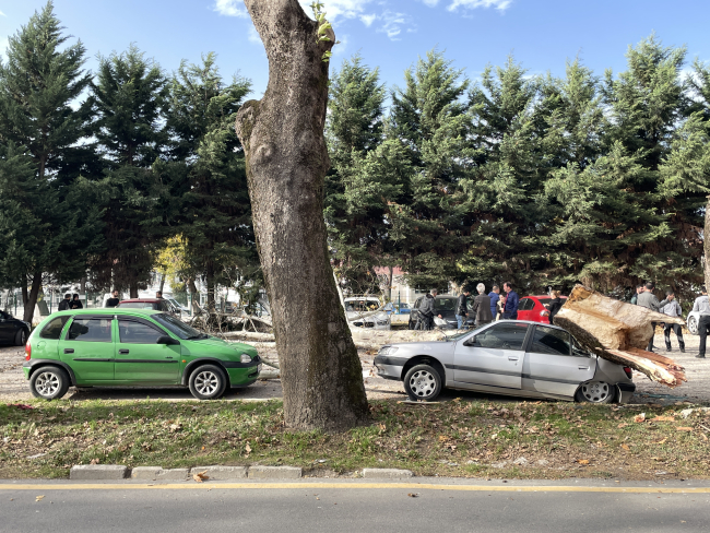 Sakarya'da kuvvetli lodos ağaçları devirdi