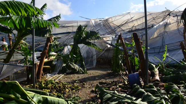 Antalya'da muz seralarını sağanak ve fırtına vurdu