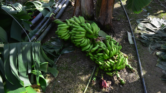 Antalya'da muz seralarını sağanak ve fırtına vurdu