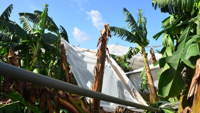 Antalya'da muz seralarını sağanak ve fırtına vurdu