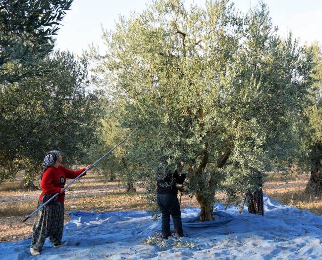 Orta Sakarya Vadisi'ndeki sebze üretiminden 30 bin kişi geçimini sağlıyor